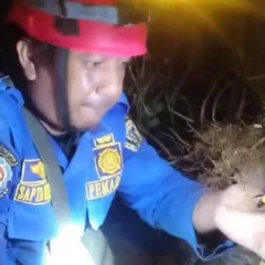 damkar malinau mengevakuasi Tawon vespa yang mengakibatkan satu korban tewas (4) Petugas Damkar Mengevakuasi Tawon Vespa di Tempat Kejadian Korban Tewas Tersengat