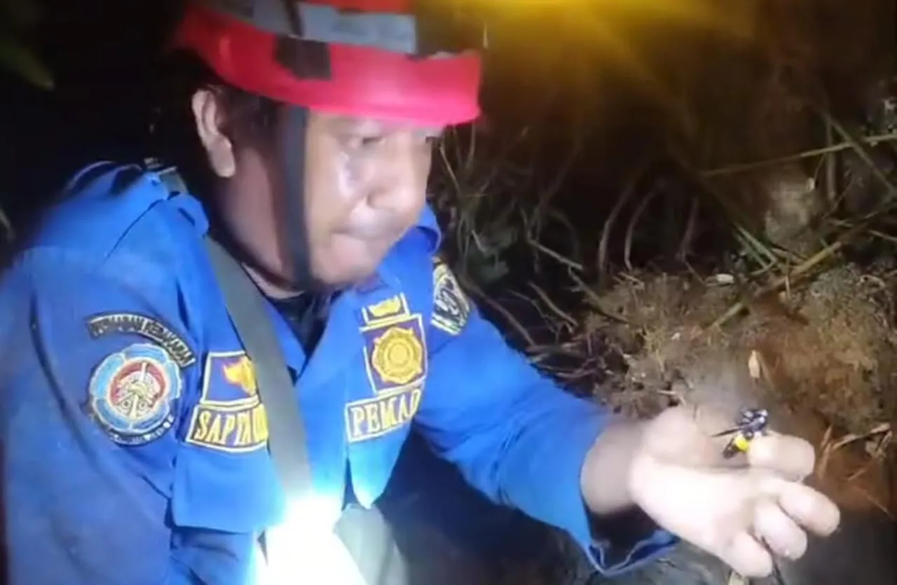 damkar malinau mengevakuasi Tawon vespa yang mengakibatkan satu korban tewas (4) Petugas Damkar Mengevakuasi Tawon Vespa di Tempat Kejadian Korban Tewas Tersengat