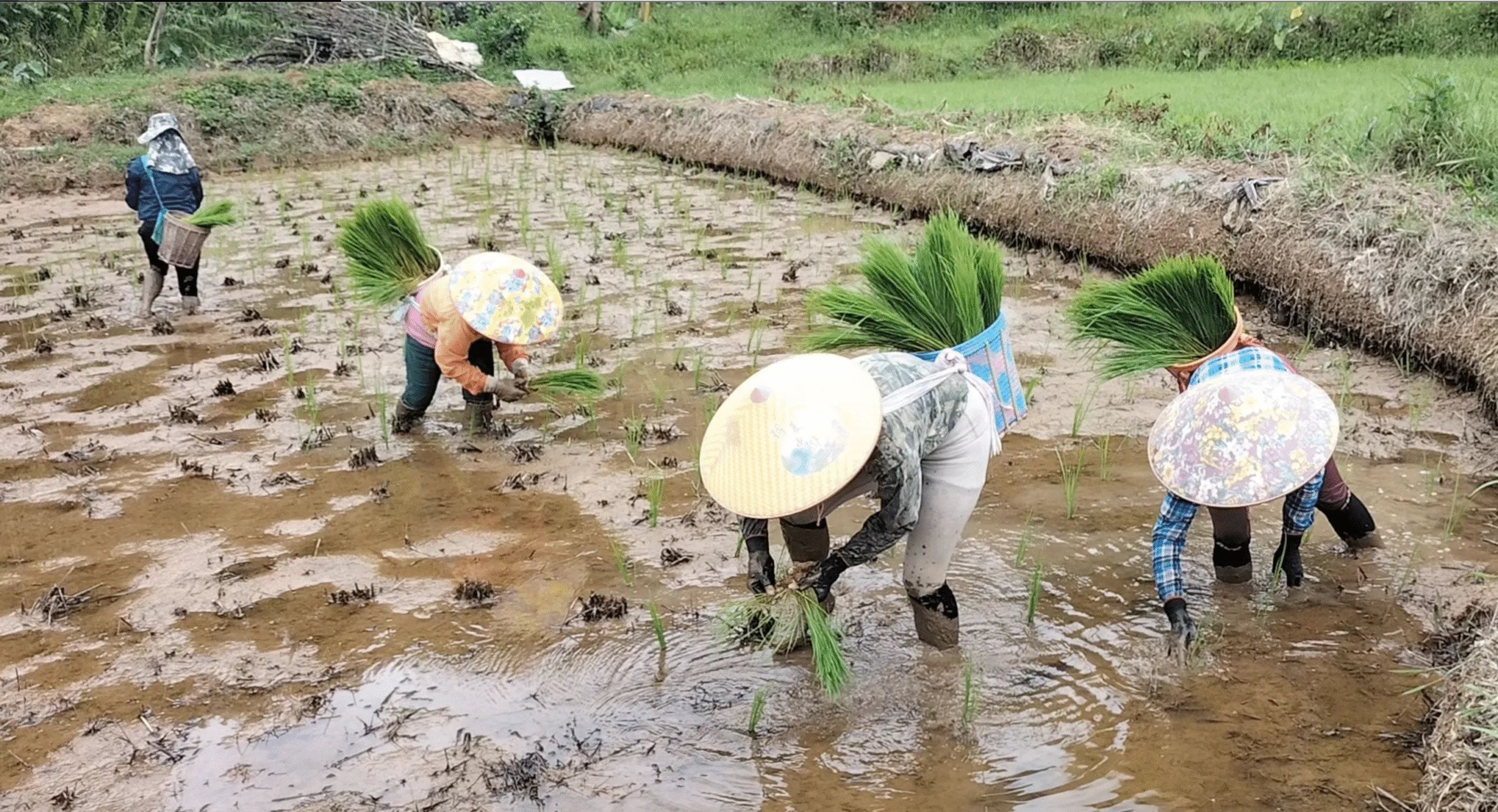 Aktivitas Warga Menanam Beras Adan di Krayan, Nunukan. Sumber Foto: Balai TNKM