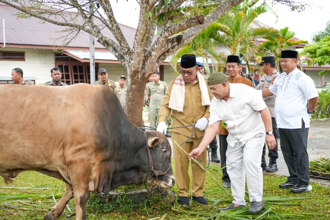 Pengadaan Hewan Kurban Malinau 2026