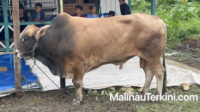 malinauterkini_Bruno Sapi Bantuan Presiden di Malinau Kurban Sapi Bantuan Presiden di Malinau jenis limosin bernama Bruno seberat 800 kg untuk kurban di Masjid Washiatul Islam.