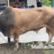 Sapi Bantuan Presiden di Malinau jenis limosin bernama Bruno seberat 800 kg untuk kurban di Masjid Washiatul Islam.