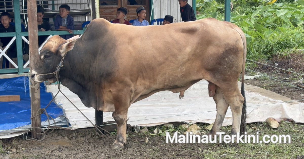 Sapi Bantuan Presiden di Malinau jenis limosin bernama Bruno seberat 800 kg untuk kurban di Masjid Washiatul Islam.