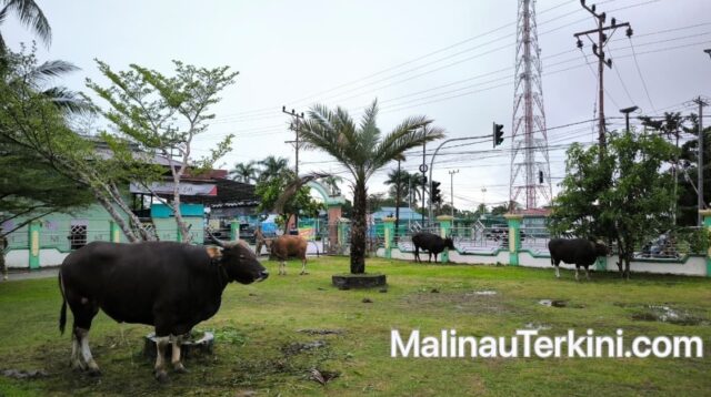 Pengadaan Hewan Kurban Malinau 2026