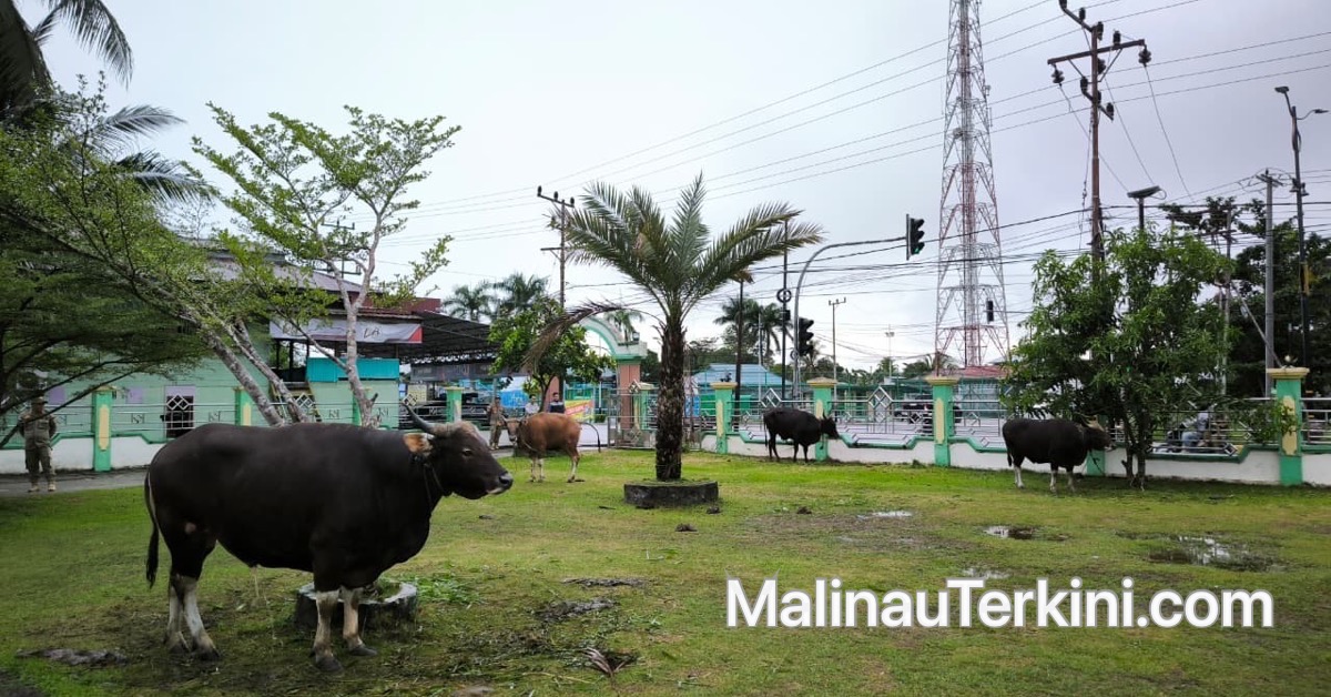Pengadaan Hewan Kurban Malinau 2026