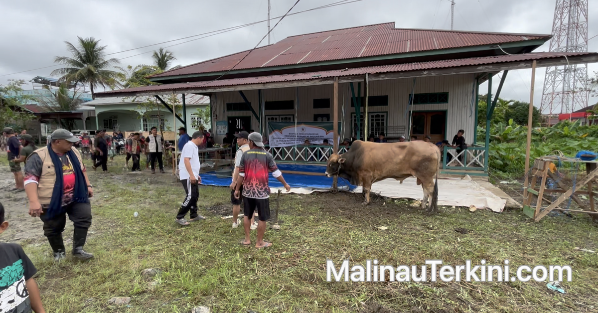 Bruno: Sapi Bantuan Presiden di Malinau 2026 Berbobot 800 Kg ©MalinauTerkini.com Persiapan penyembelihan sapi bantuan presiden di Malinau berbobot 800 kg yang dipadati warga Seluwing.