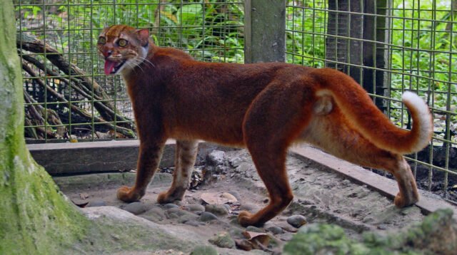 kucing-merah-maskot-porprov-kaltara.jpeg