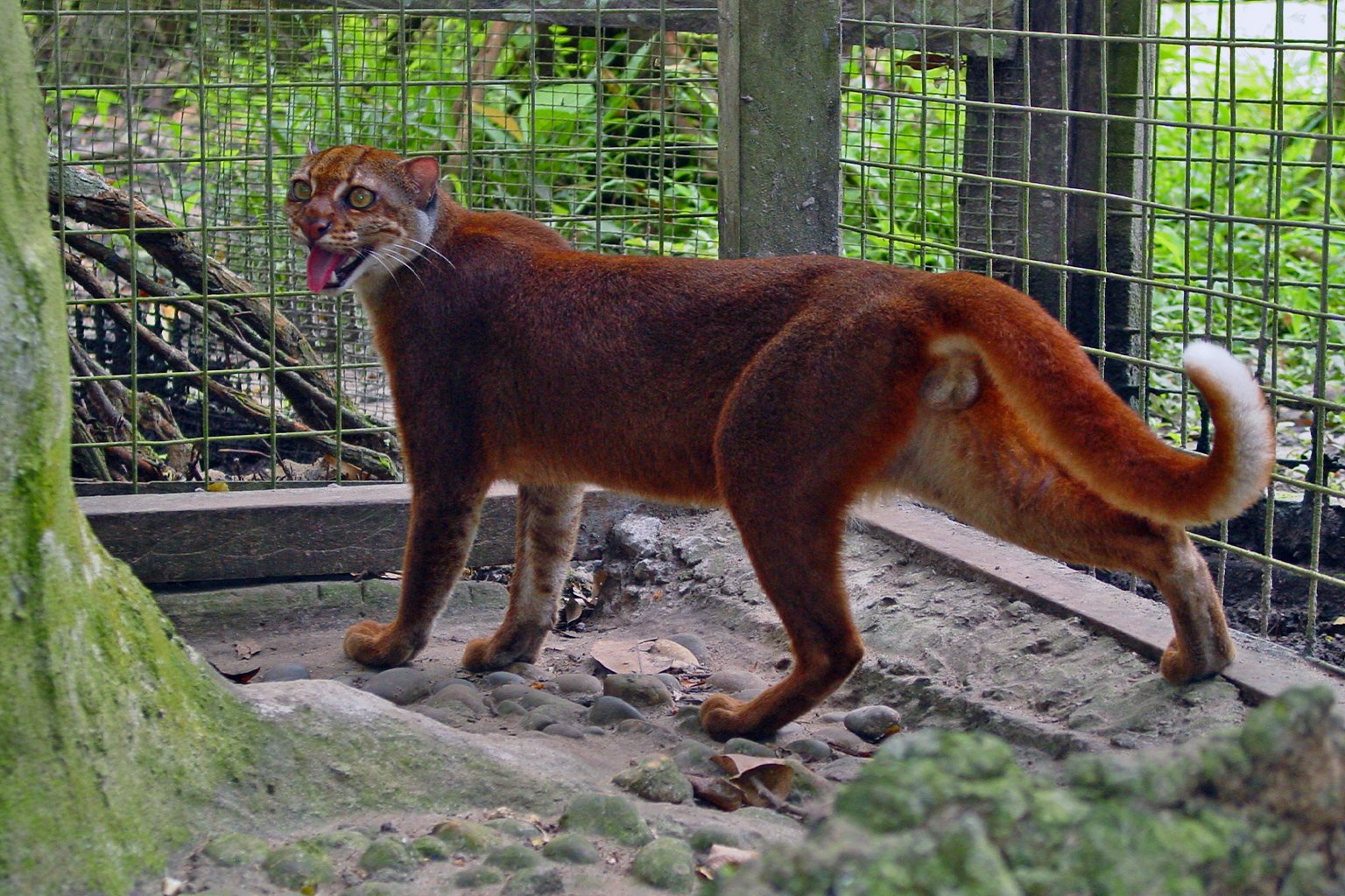 kucing-merah-maskot-porprov-kaltara.jpeg