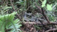 Bahan Jembatan rangka baja di Rimba Malinau