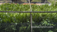 malinauterkini_Pembibitan sawit Proses pembibitan kelapa sawit di Malinau