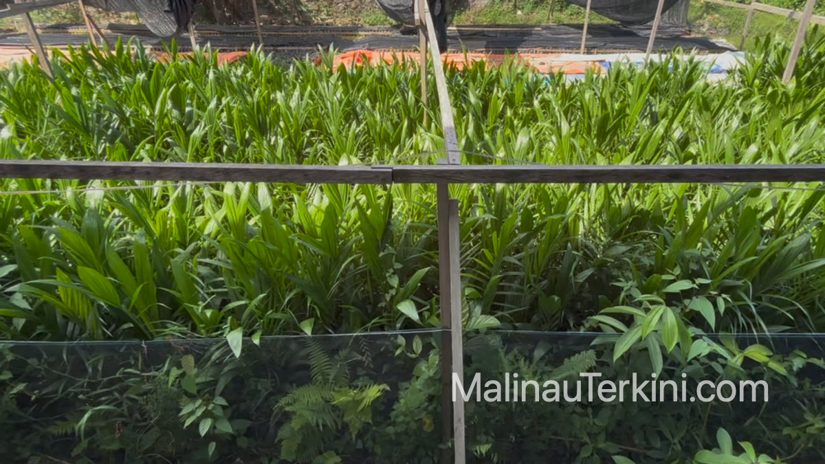 Proses pembibitan kelapa sawit di Malinau