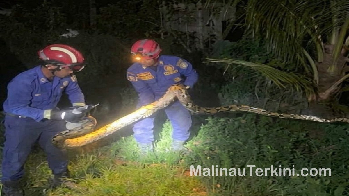 Ular Piton 5 Meter Teror Kandang Ayam di Malinau ©MalinauTerkini.com Petugas Damkar Malinau bersama warga saat mengevakuasi ular piton besar dari area peternakan. Rabu 7 Oktober 2026