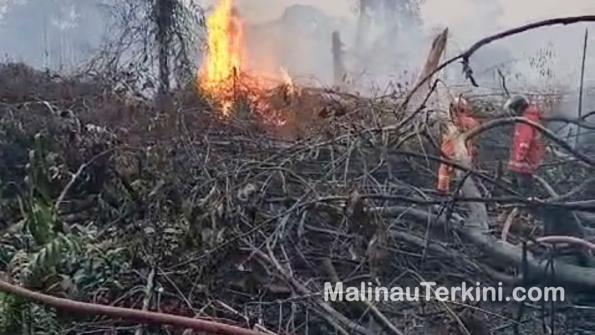 Berikut usulan teks alt dan keterangan gambar untuk unggahan tersebut: Teks Alt Petugas pemadam kebakaran berjibaku memadamkan titik api karhutla di lahan gambut Desa Kelapis Malinau Utara.