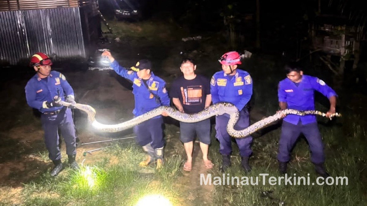 malinauterkini_ular piton Ular piton sepanjang lima meter yang melingkar di atap kandang ayam warga Malinau Hulu. Rabu 7 Oktober 2026